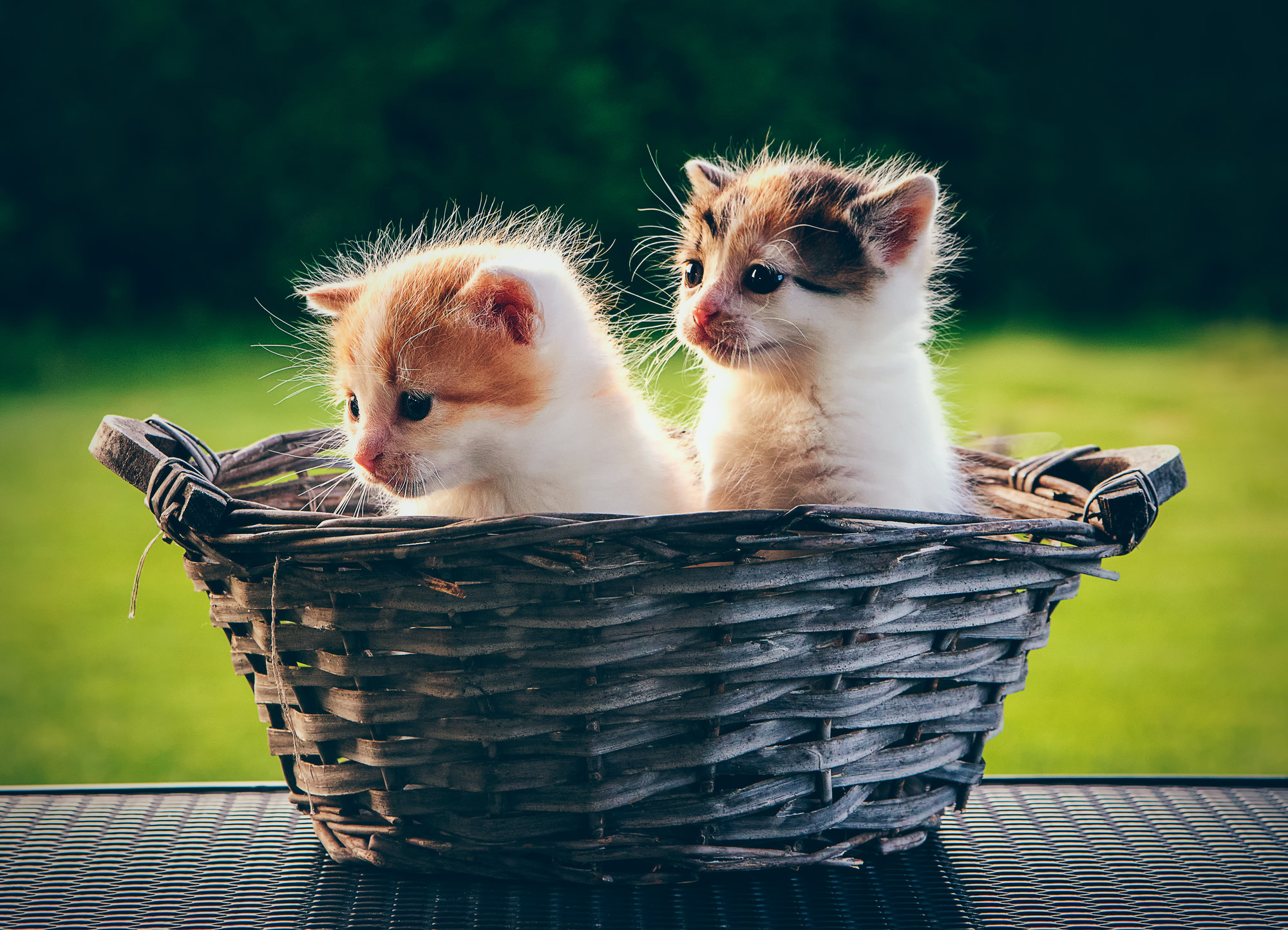 Cuccioli