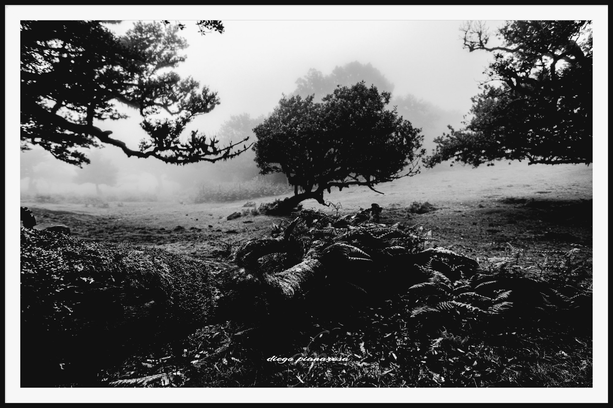 Foresta du Fanal
