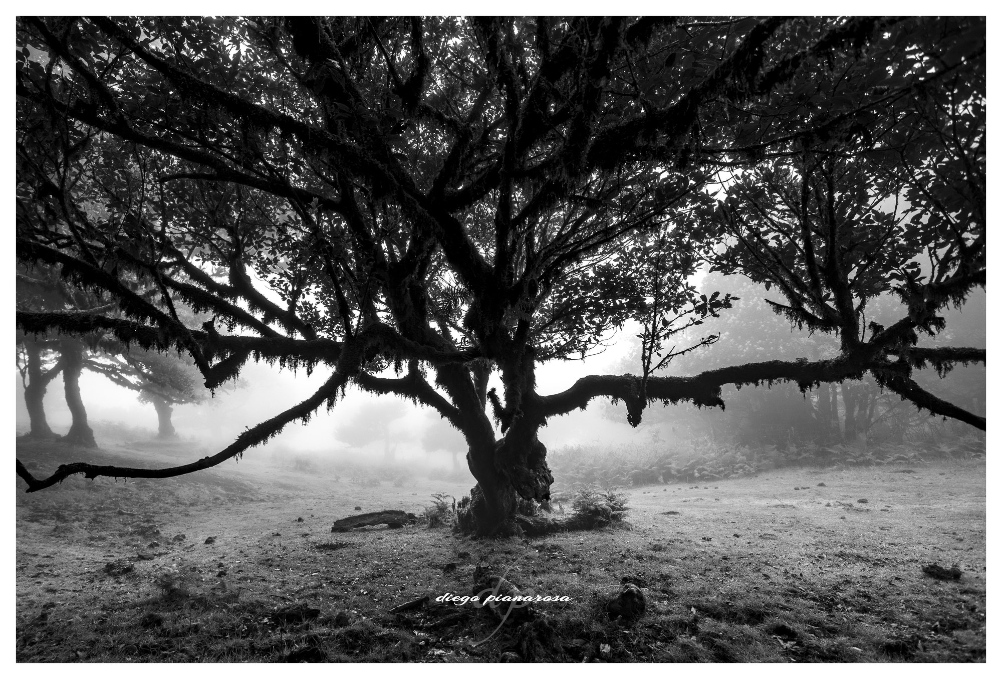 Foresta du Fanal