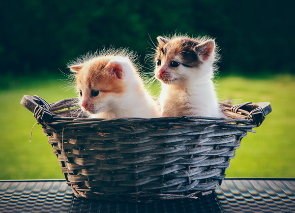 Cuccioli