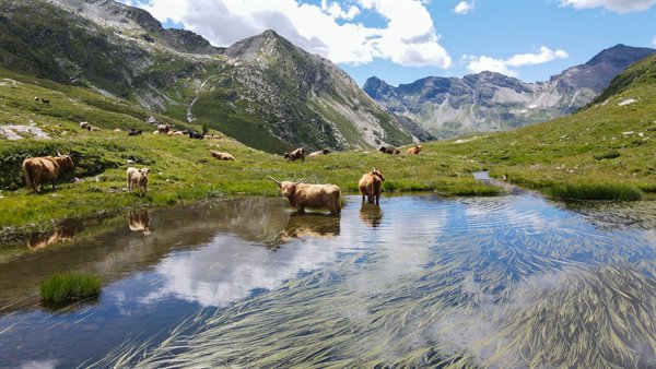 Vacche scozzesi in piedi in un laghetto alpino, con le montagne riflesse nell'acqua